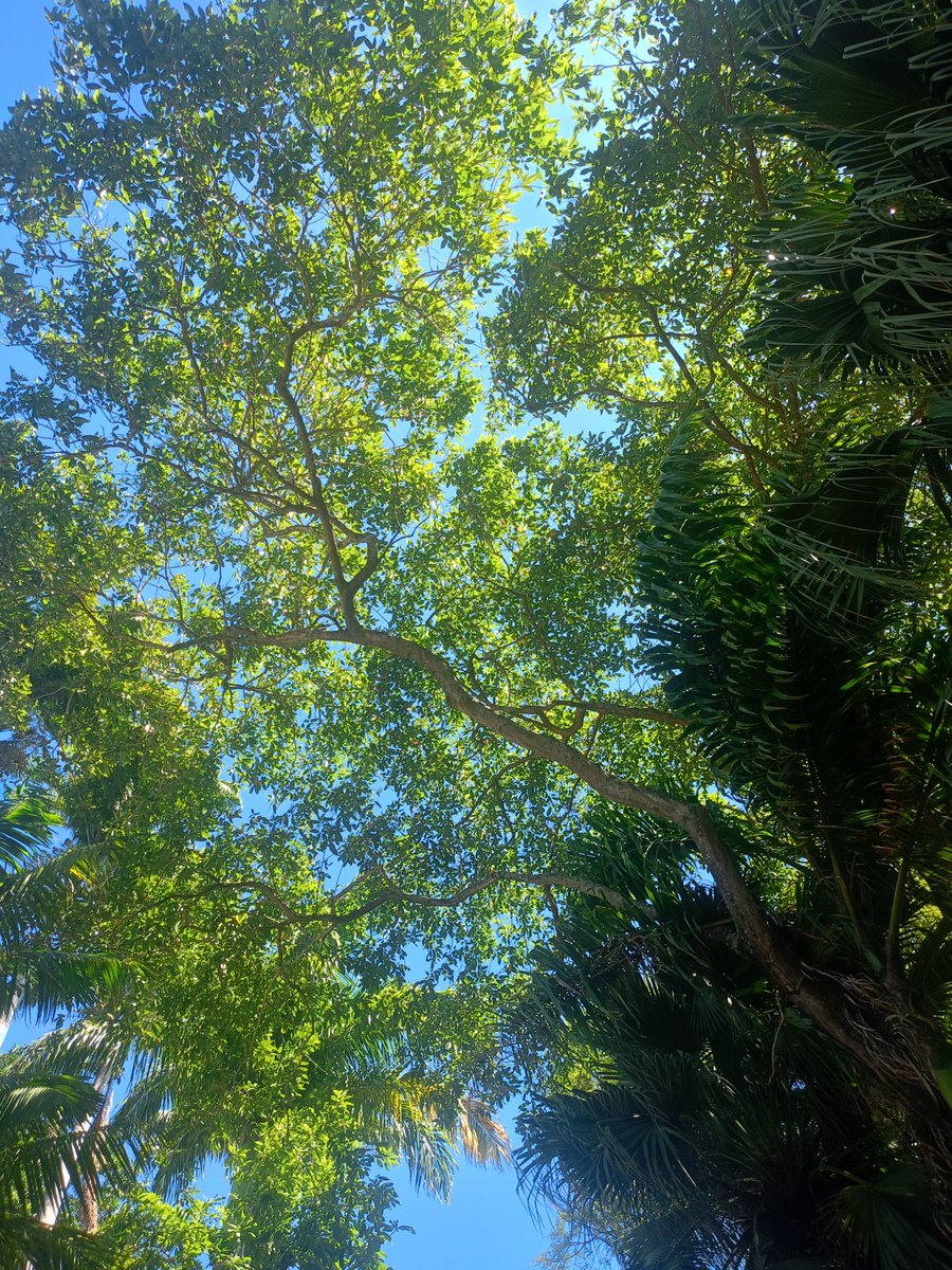 farofa de são lázaro ✠ tweet media