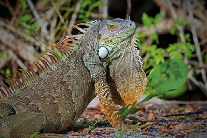 Michiale Schneider Carney tweet media