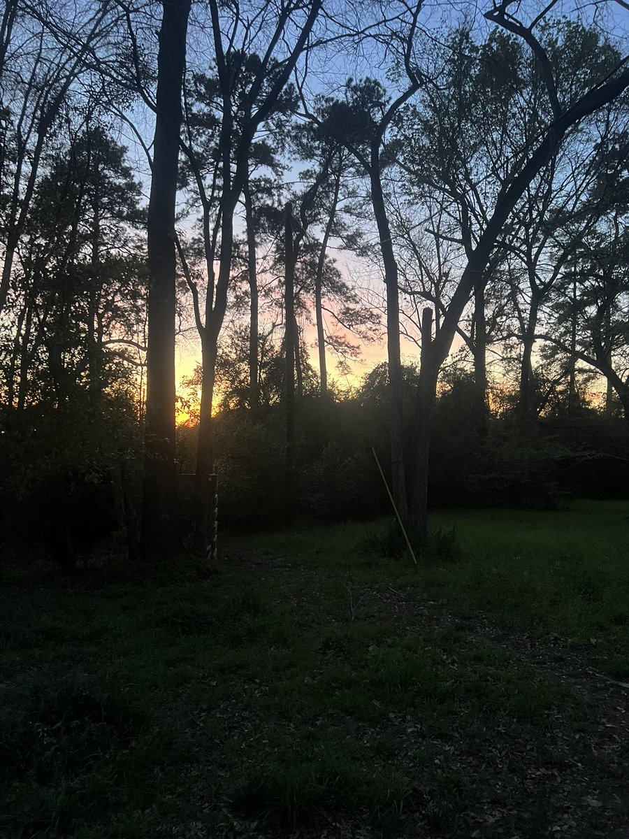 Rosetta Stoned tweet media