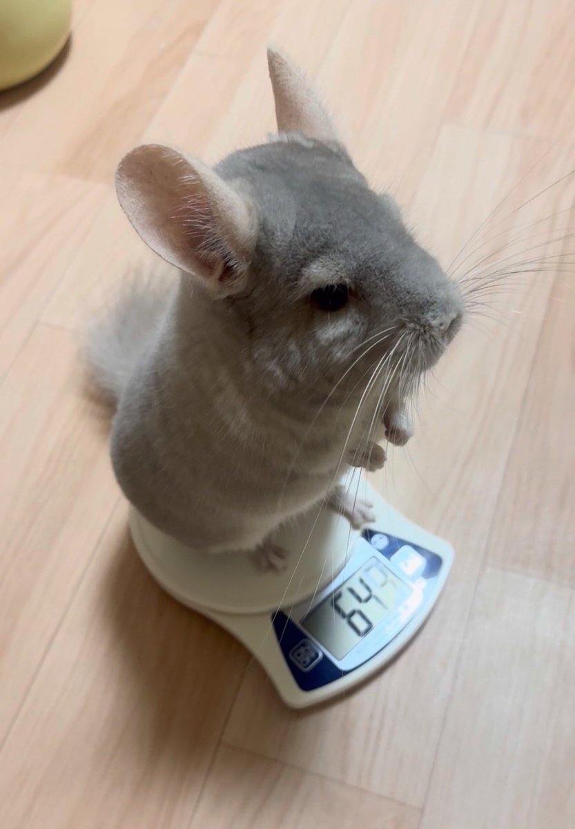 tororo_chilla's tweet photo. 片足出てますけど🦶
#毎日とろろ生活
#チンチラ https://t.co/hg2WcncxOr
