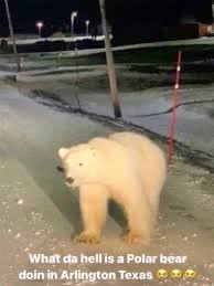 Rodrigo Sampaio tweet media