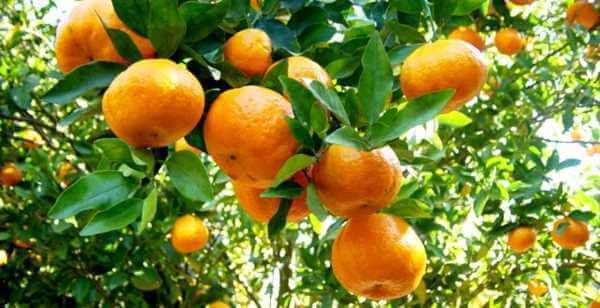 Orgulho Gaúcho tweet media