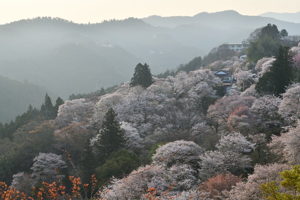 いざいざ奈良 tweet media