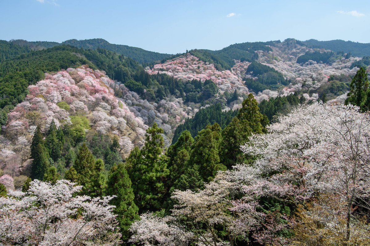 いざいざ奈良 tweet media