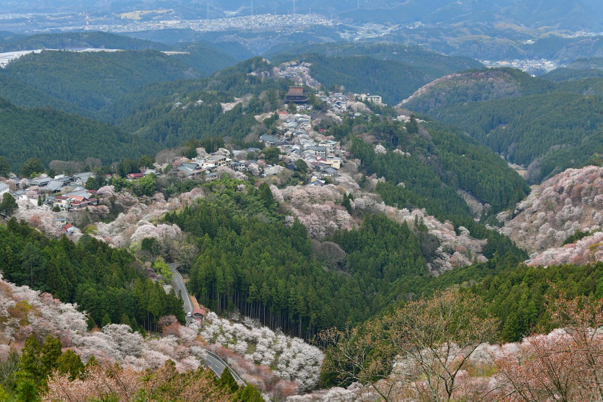 いざいざ奈良 tweet media