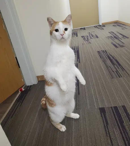 xm4prod's tweet photo. GARBONZO HAS AN AMAZON WISHLIST IN HIS BIO FOR THINGS HE NEEDS FOR HIS HEALTH.  

I WILL USE DEV FEES TO BUY EVERYTHING ON THE WISHLIST.

https://t.co/fja4OBGqpm https://t.co/7xpXcEwO39
