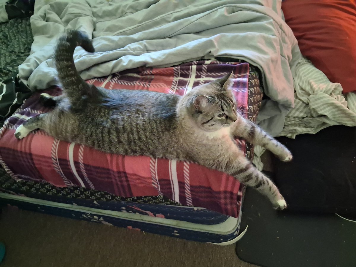 Alise Lynch tweet media