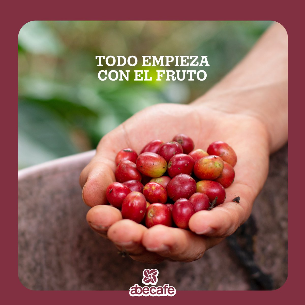 Todo empieza con el fruto 🍒✨
La cereza madura es el primer paso para lograr un café con carácter: aroma, dulzor y una historia que viaja del cafetal al mundo. 🌍☕