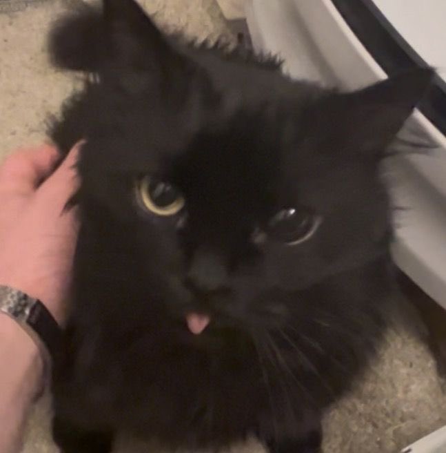 Black cats are not bad luck tweet media