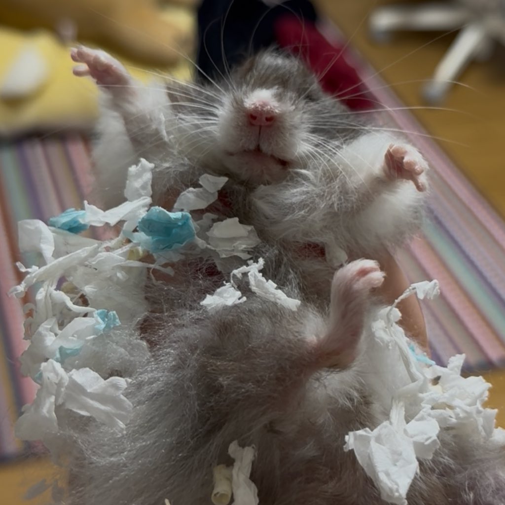 졸린 이장과 쥐인님들 tweet media