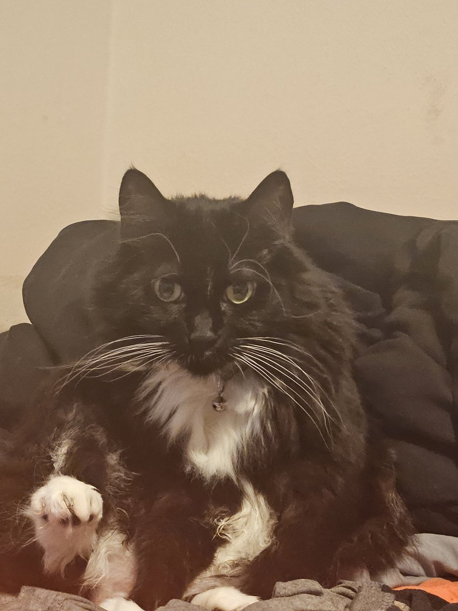 Cenewulf tweet media