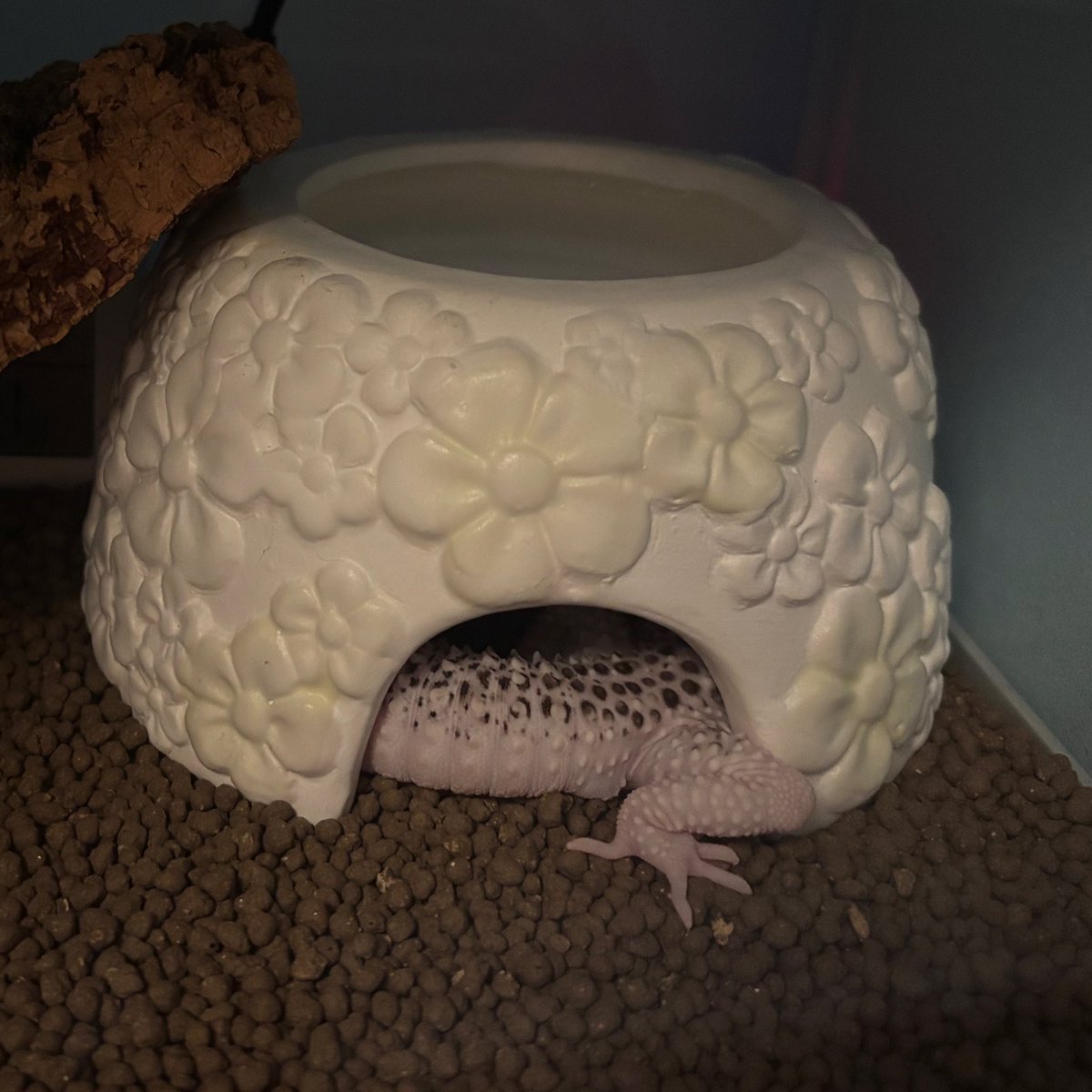 ぶちゃいくな寝顔な姫とはみ出てる王子🦎