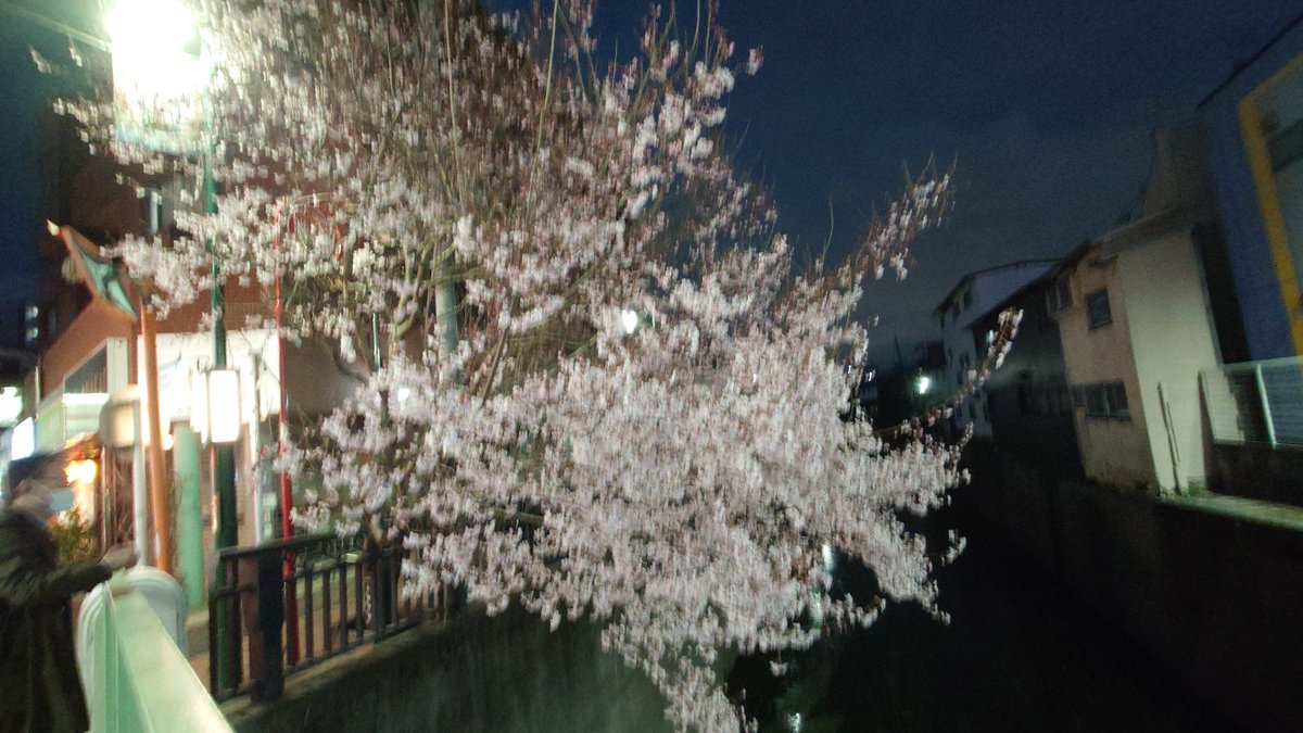 jaf402's tweet photo. 先週からポツンと咲き始めた。中井駅周辺。 https://t.co/olu35ThzOl