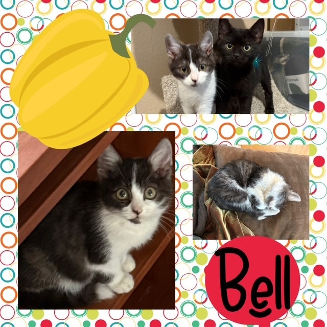 Itsie Bitsie Rescue tweet media