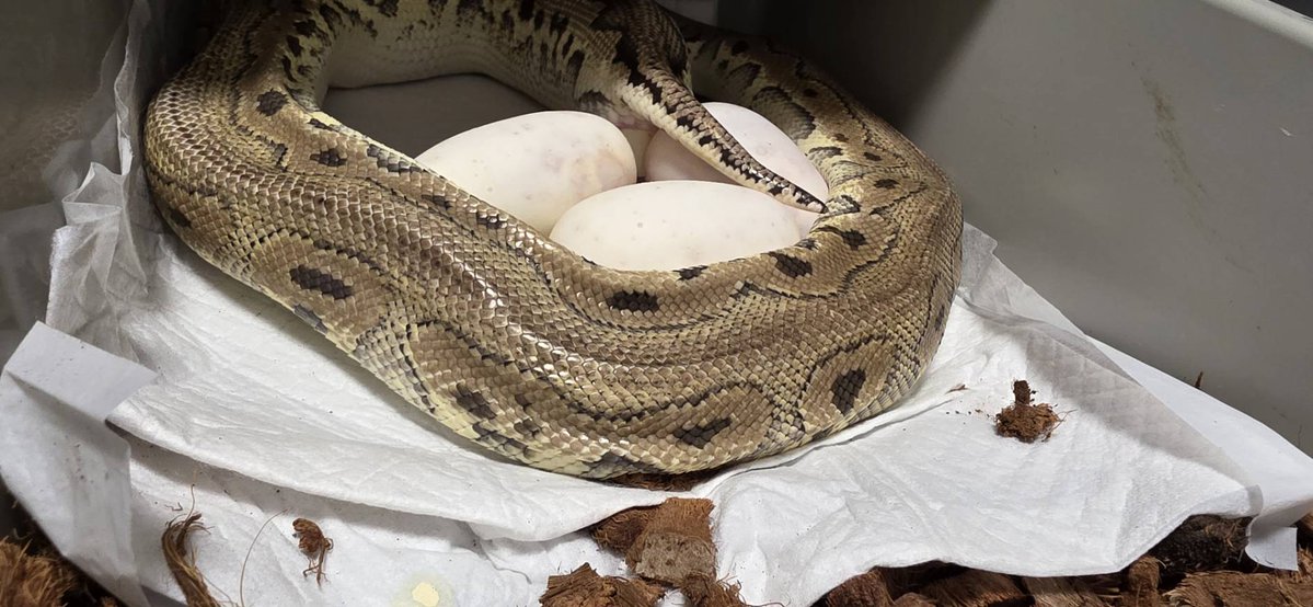 ぐりこ🐍🦎 tweet media