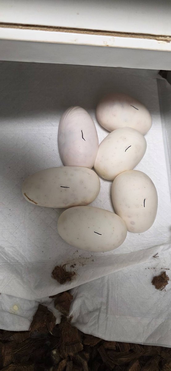 ぐりこ🐍🦎 tweet media