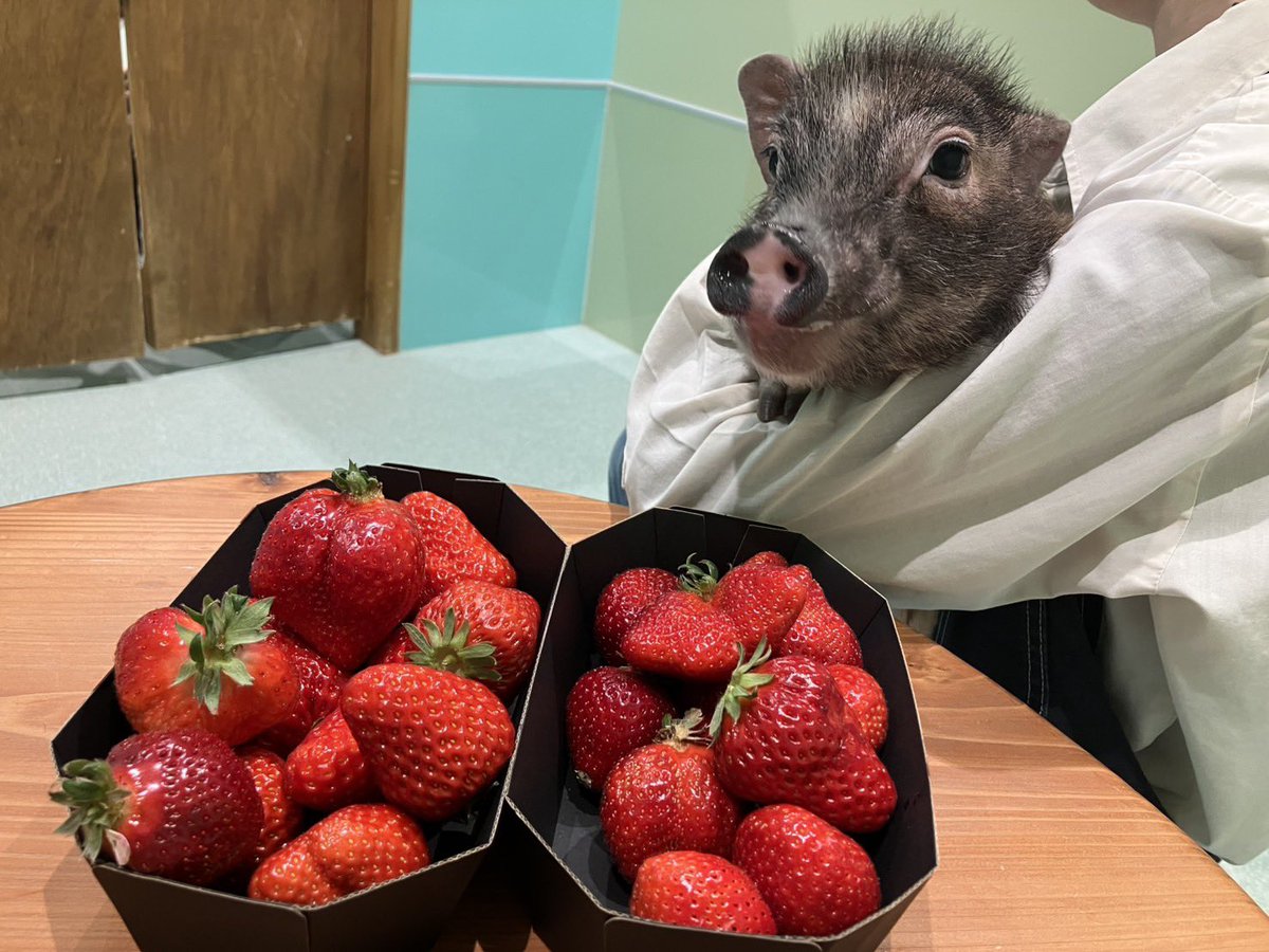mipigcafe's tweet photo. 【イオンモール福岡店】
お客様より、差し入れいただきました🫶
いちご狩りの帰りにお立ち寄り、
ありがトンございます🐷🍓✨
#mipigcafe #micropig #マイクロブタ #マイクロブタカフェ #差入れ #感謝 https://t.co/dpvpmLhxHB