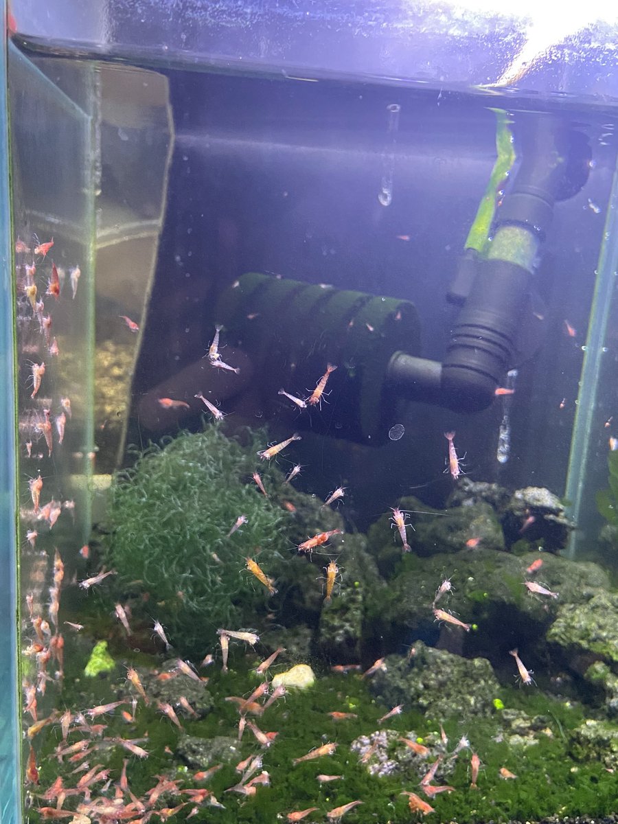 アンキラインとパンチラインで韻が踏めるよなぁお前ら！