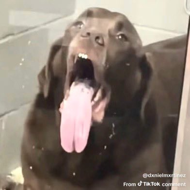 Not Josh Lowe tweet media