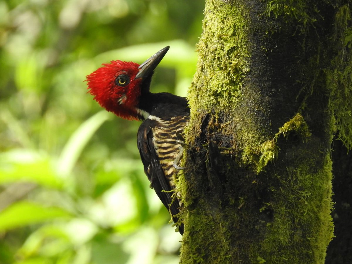 Richard Dávila tweet media