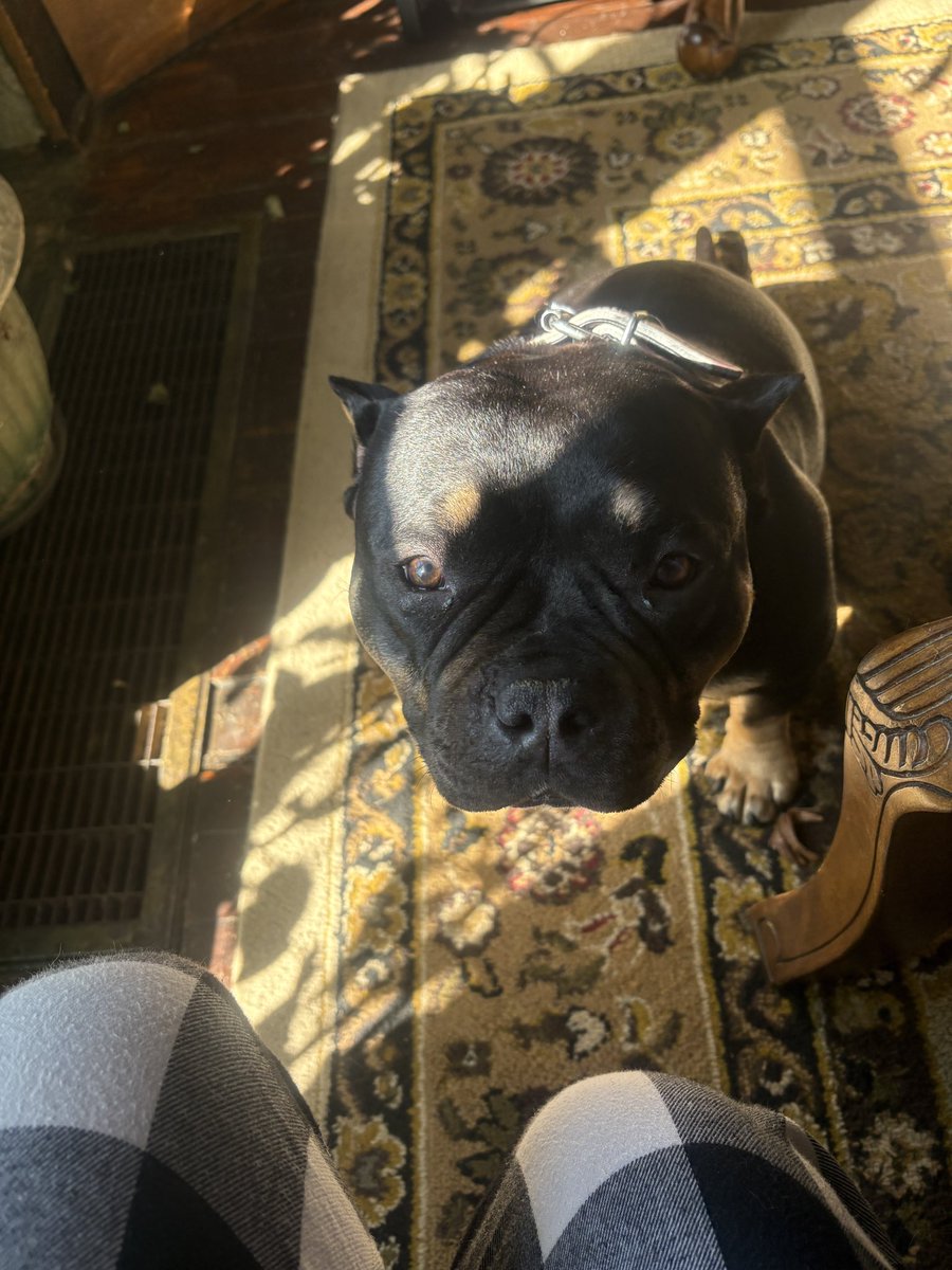 ambandzzzz tweet media