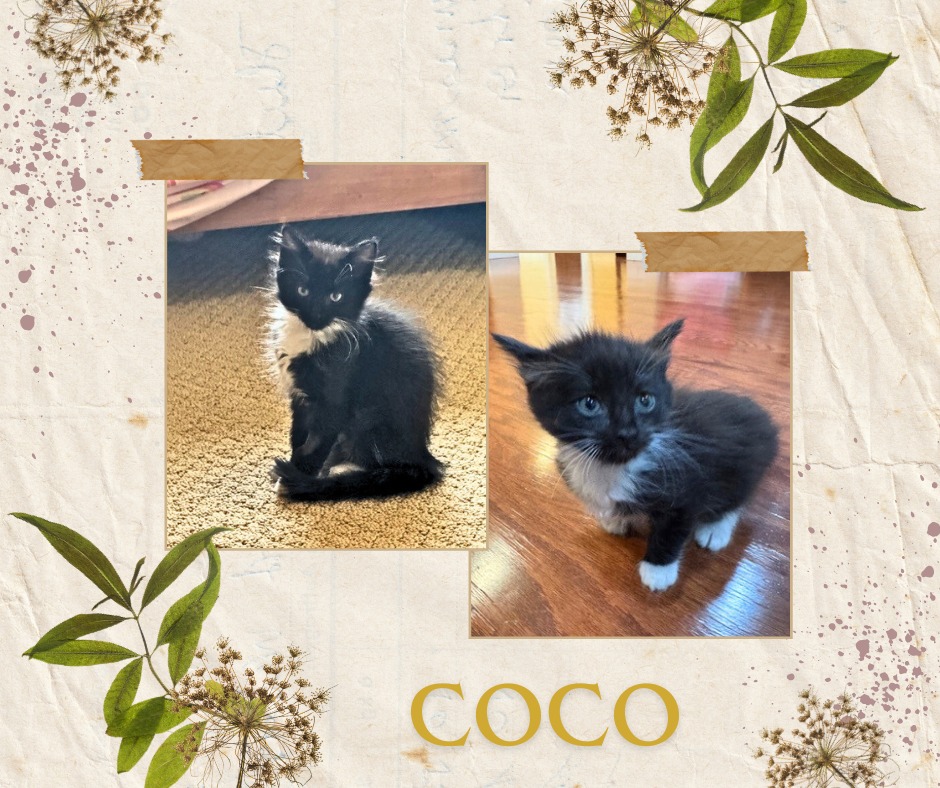 Itsie Bitsie Rescue tweet media