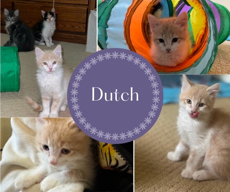 Itsie Bitsie Rescue tweet media