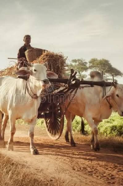 हरनाथ सिंह यादव tweet media