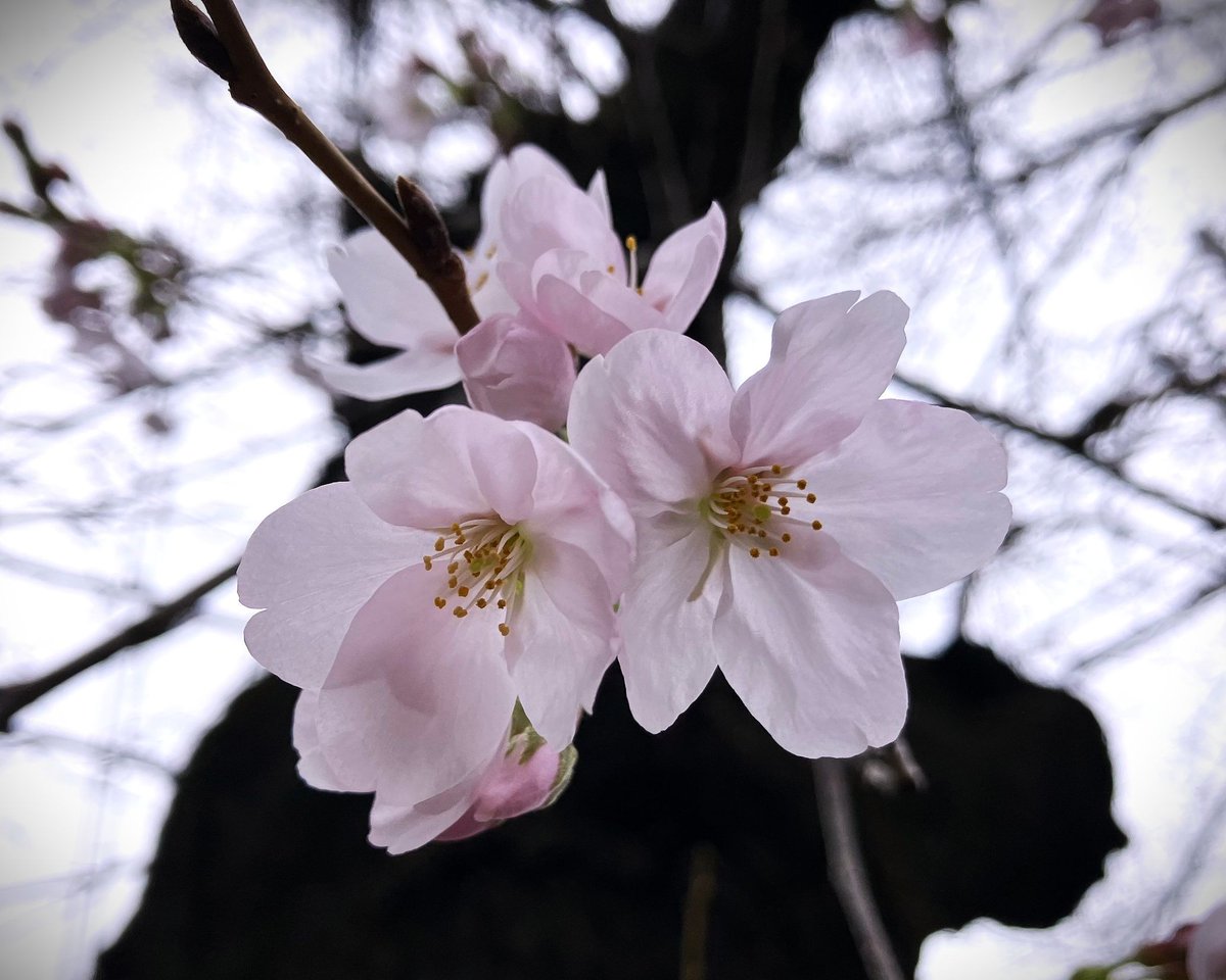 冨永 格（たぬちん） tweet media