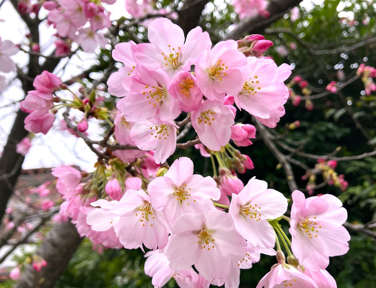 冨永 格（たぬちん） tweet media