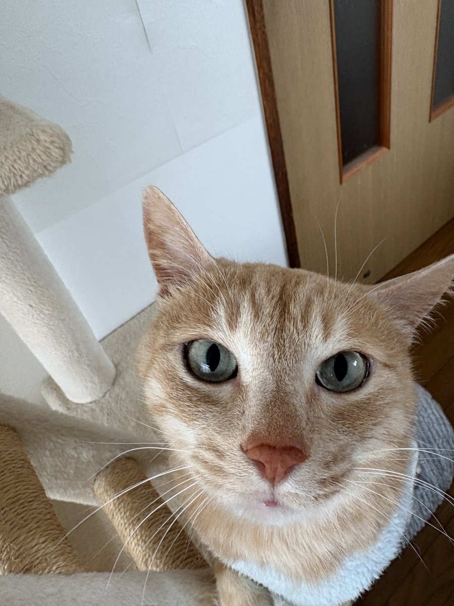 歌織(^_ _^)♪🐾໊🍇🐶🌎 tweet media