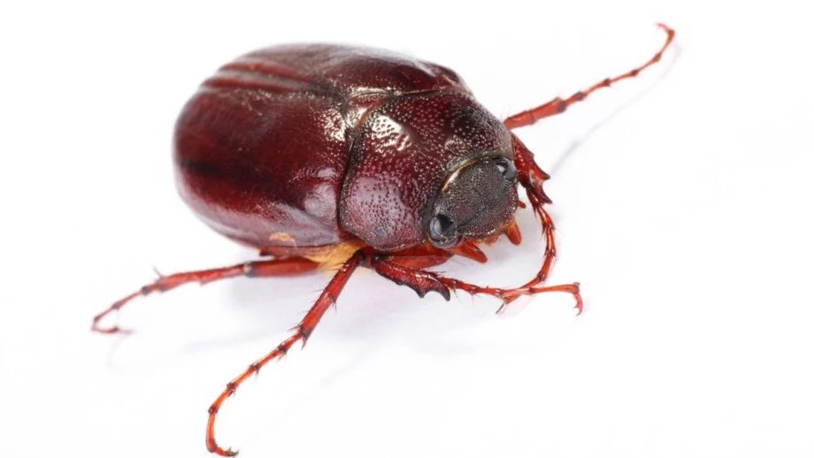 Paladin Posting tweet media