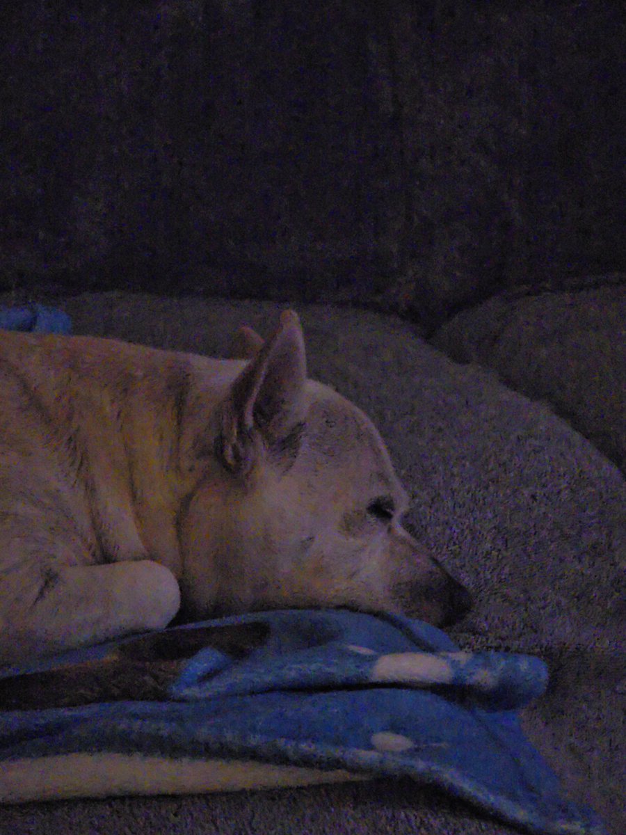 🇦🇺 JustWazza 🇦🇺 tweet media