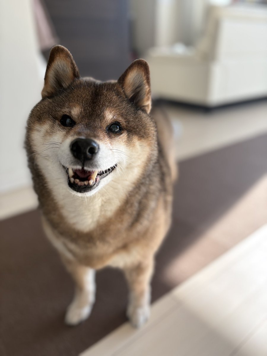 あず花｜おかーぽん tweet media