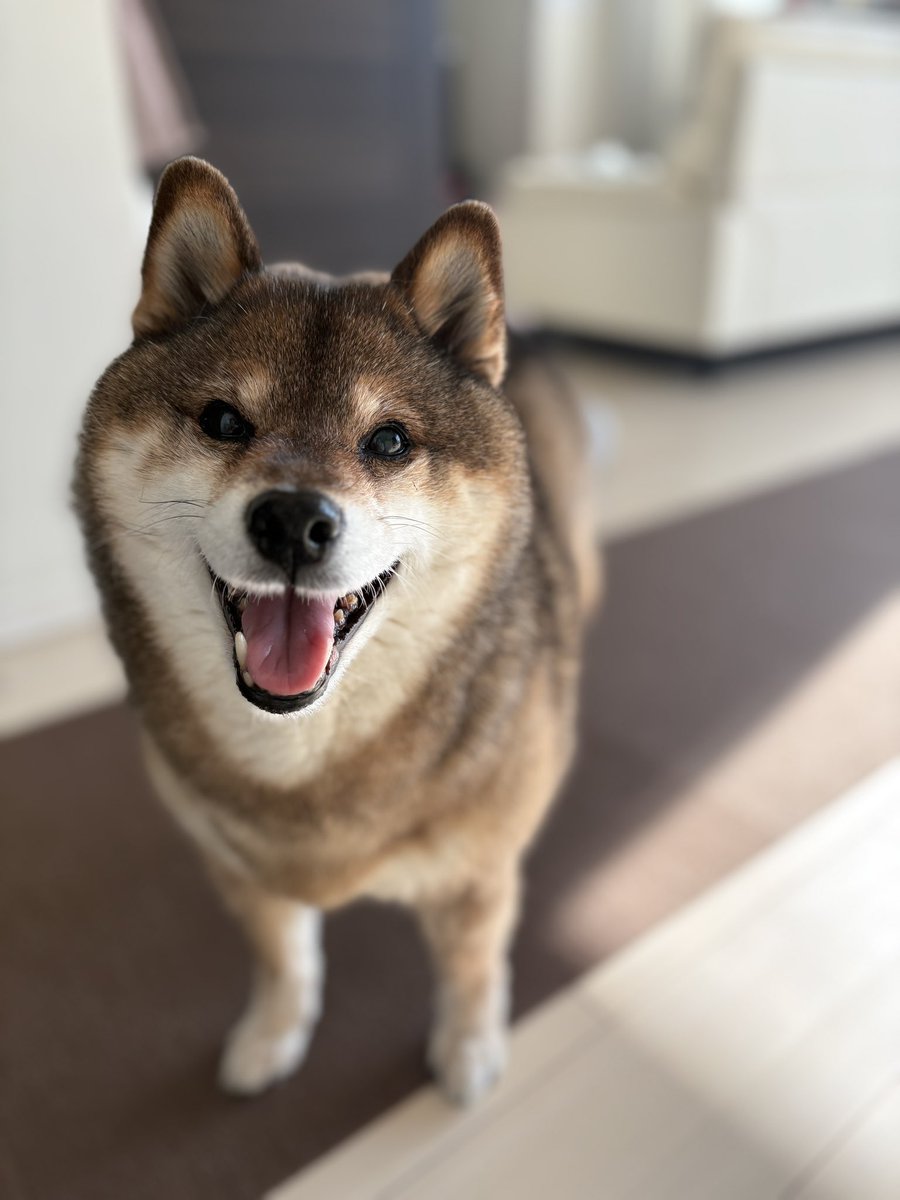 あず花｜おかーぽん tweet media