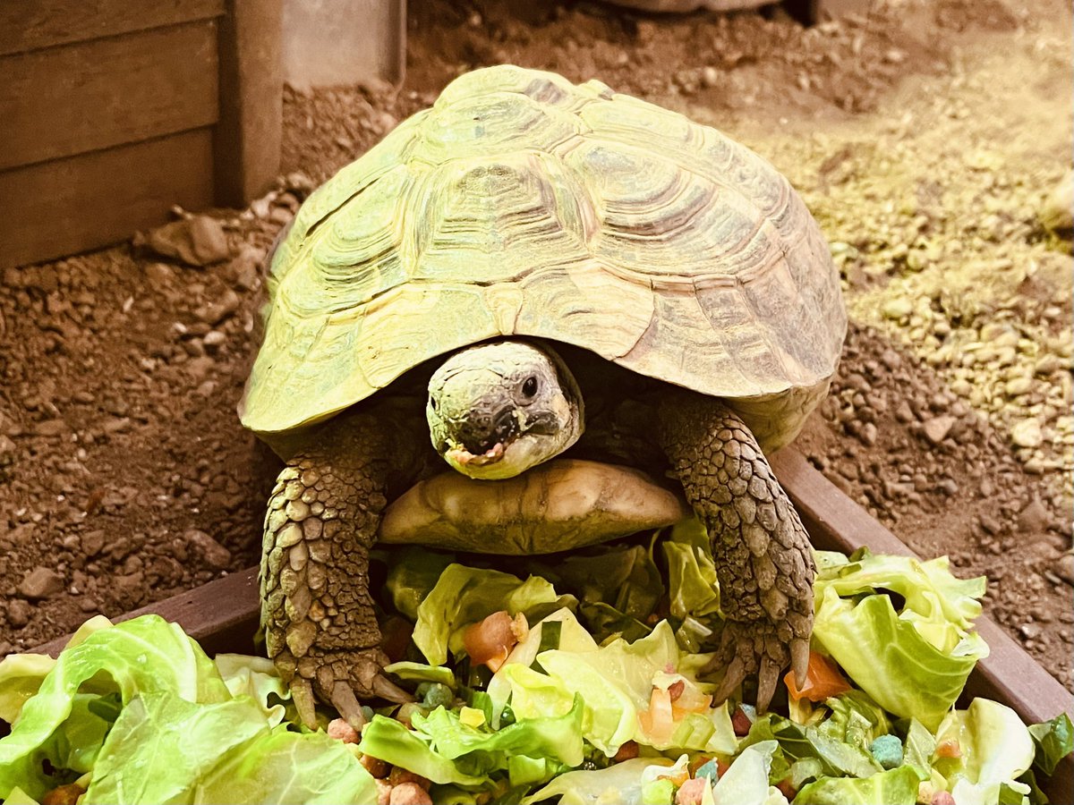 reptilescafe's tweet photo. 雨が止めば暖かくなる予報の横浜
お店は通常営業（11時〜17時、L.O.16時）です

写真は
食事をする #ヘルマンリクガメ さんです

#爬虫類カフェ #reptilescafe #HermansTortoise https://t.co/s0rXYV9U6K