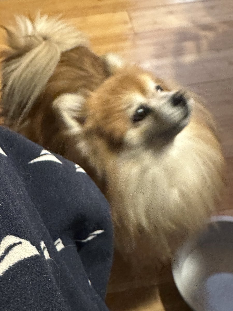 🕊🎶Päm Schoen♡ tweet media