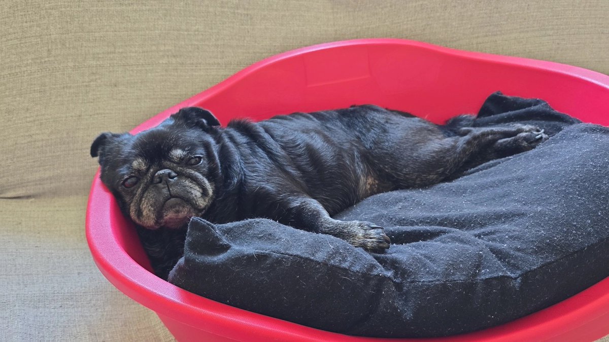 biro renault tweet media