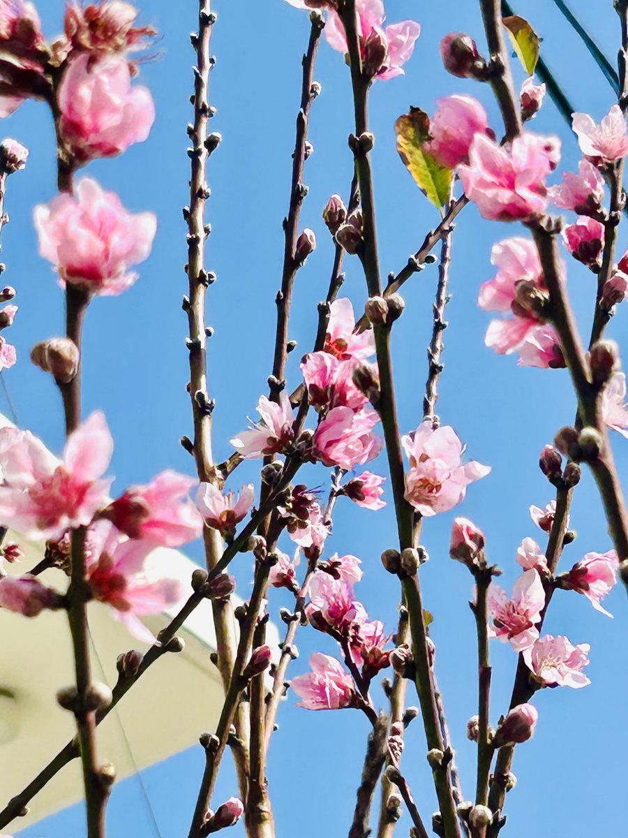 🎼Sun🫐 tweet media