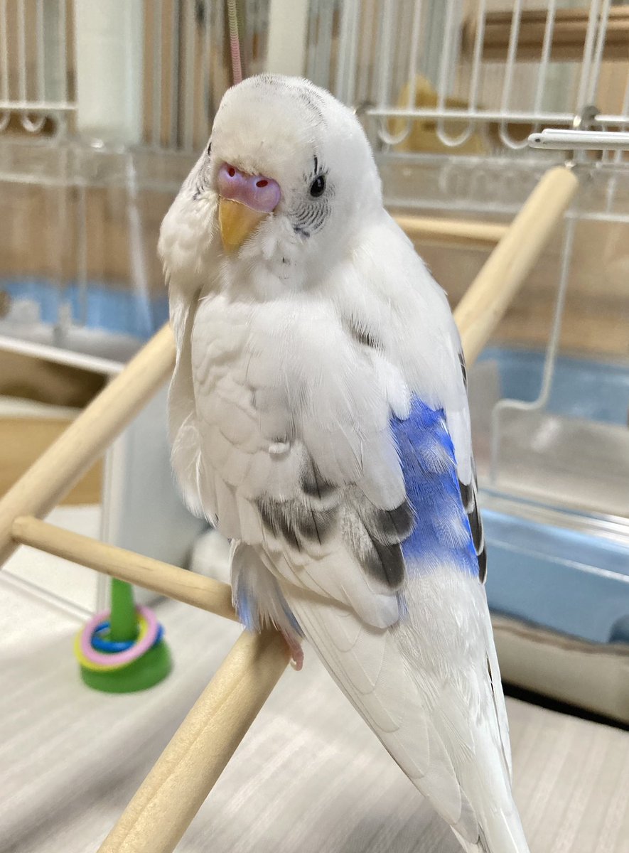 セキセイとやまだ tweet media