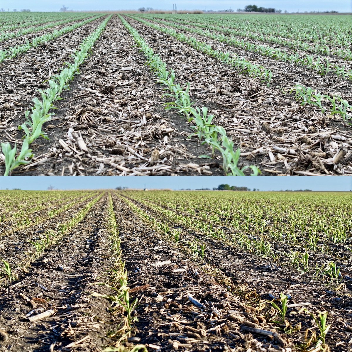 Lindsay Kimbrell tweet media