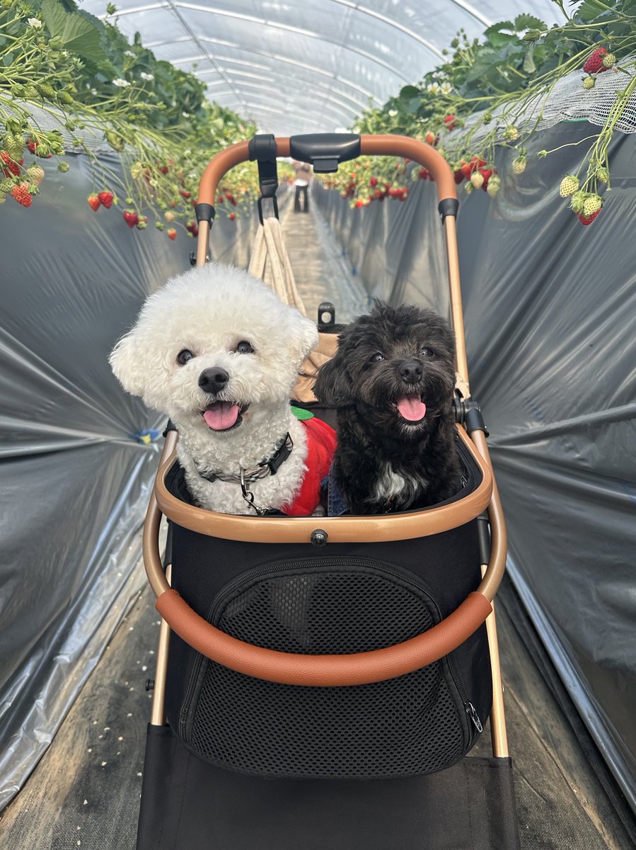 万バズしたけど、特に宣伝することないので、うちの可愛い犬と猫達でも見ていってください🐶🐶🐱🐱

https://t.co/KKJgR09HmH https://t.co/h81pzQ8A0d