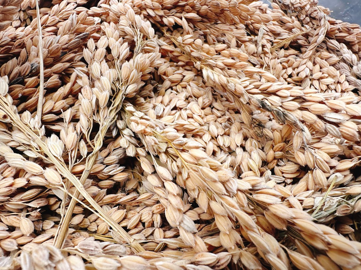 高内 実【瀬戸内まいふぁーむ】 tweet media