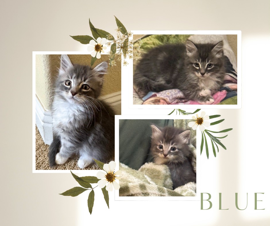 Itsie Bitsie Rescue tweet media