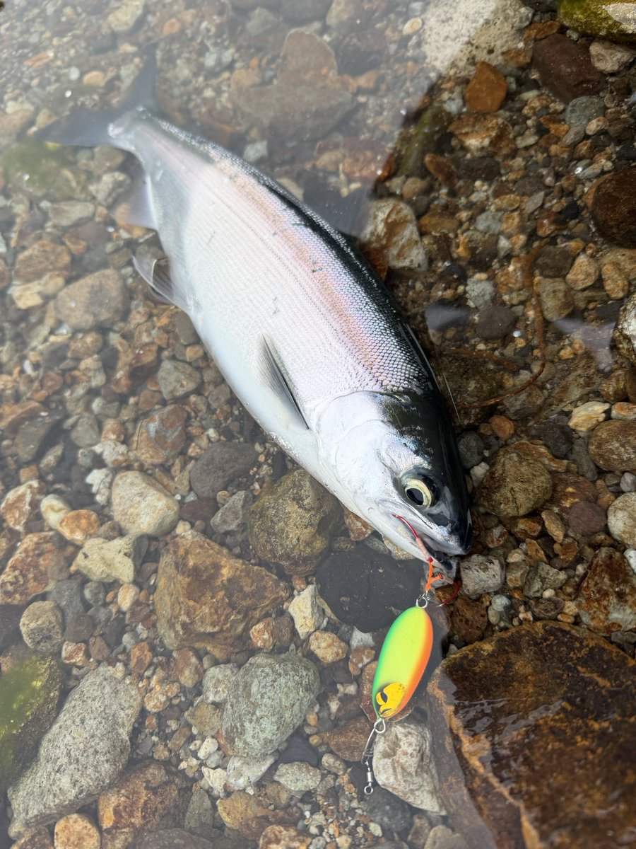 ararara111913's tweet image. 朝練💪
新しい竿が良い仕事しました😊
浅いレンジを軽量ルアーで探るのにぴったりでした

#extreme
#exts83mh
#exts72m
#クマタニトラスト
#LEEWAYJIG
#リーウェイジグ
#十和田湖
#ヒメマス