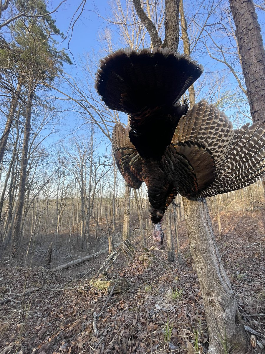 Maroon Buffoon tweet media