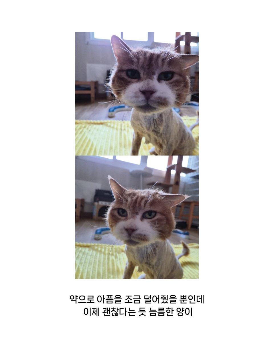 한국고양이보호협회 tweet media