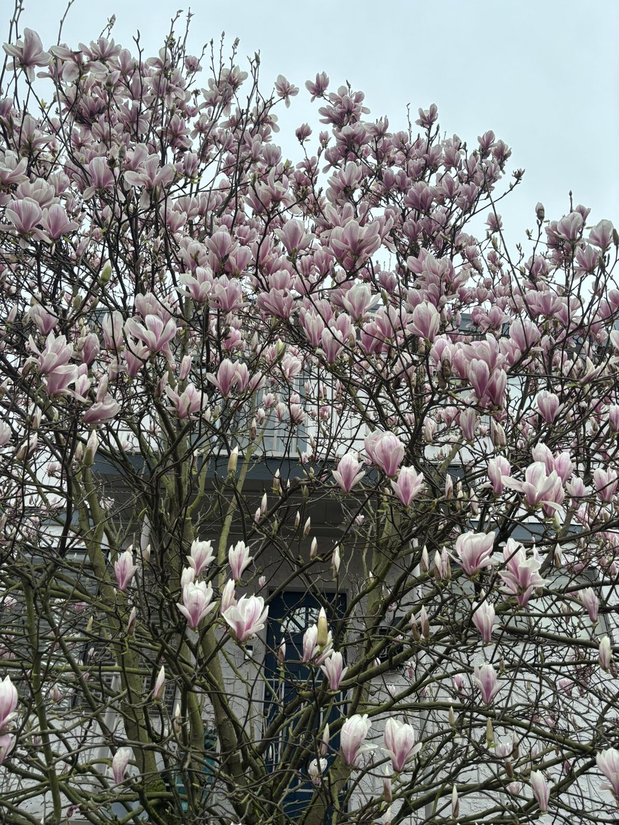 Horned Sphere tweet media