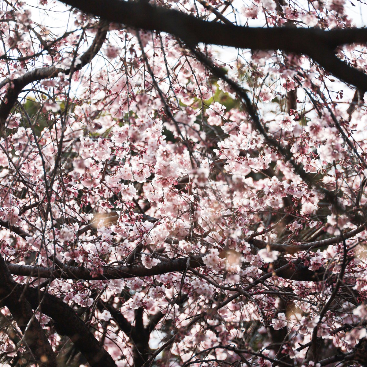 東京国立博物館　広報室 tweet media