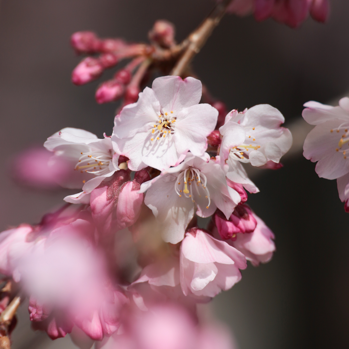 東京国立博物館　広報室 tweet media